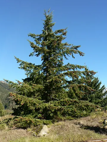 douglas fir: any evergreen conifer of genus Pseudotsuga, of which four to six species are native to western...