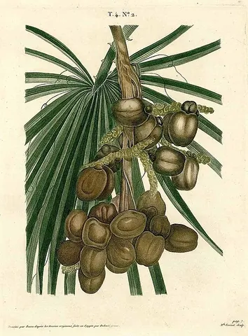 doum palm: a palm tree of species Hyphaene thebaica, with edible oval fruit, native to northern Africa and...