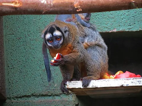 douroucouli: any New World monkey of the genus Aotus, which are active at night and have no pinna of the outer...