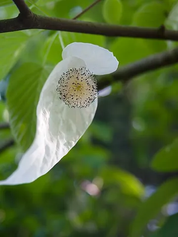 dove tree: a Chinese tree grown ornamentally for the large white bracts around the flowers, which are said to...