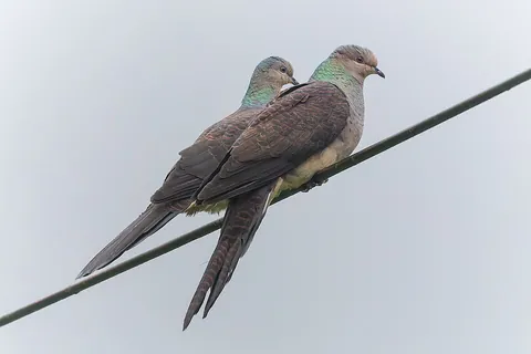 dove: a pigeon, especially one smaller in size and white-colored; a bird (often arbitrarily called either...