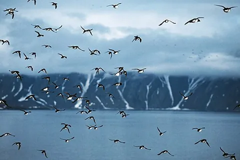 dovekie: a small black and white seabird, of the genus Alle, of the north Atlantic; the little auk