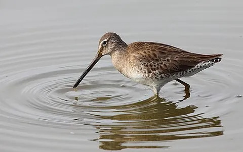 dowitcher: any of three long-legged and long-billed migratory wading birds in the genus Limnodromus of the...
