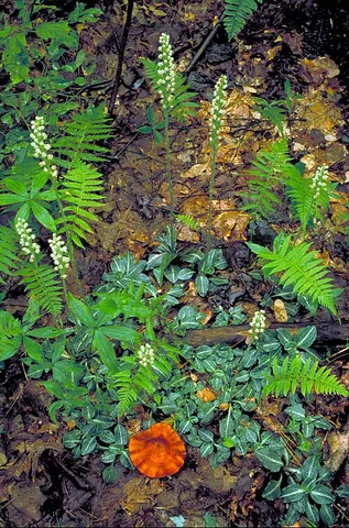 downy rattlesnake: an orchid of species Goodyera pubescens, native to much of eastern North America