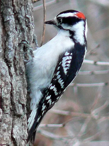 downy woodpecker: a small woodpecker native to North America, Dryobates pubescens