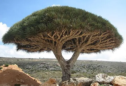 dracaena: any of the genus Dracaena of liliaceous plants with woody stems and funnel-shaped flowers