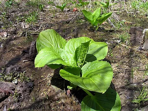 dracontium: the roots and rhizomes of skunk cabbage, Symplocarpus foetidus