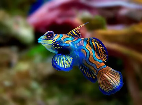 dracunculus: a dragonet, a fish of families Callionymidae or Draconettidae