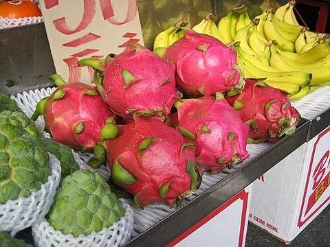 dragon fruit: the fruit of certain cacti of the genus (Stenocereus (syn. Hylocereus) spp.), cultivated in...
