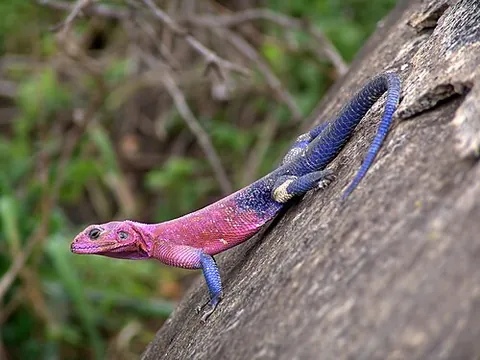 dragon lizard: a member of the Agamidae family of iguanian lizards