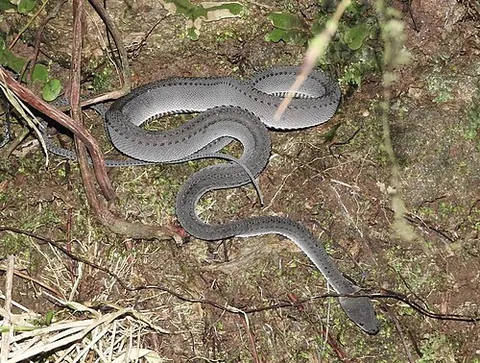 dragon snake: a small non-venomous, semi-fossorial snake of species Xenodermus javanicus, with unusual dorsal...