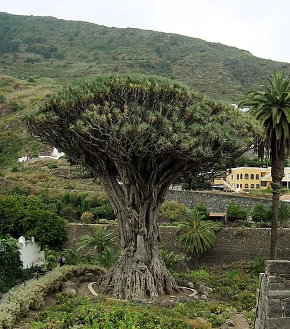 dragon tree: any of several trees, of the genus Dracaena, having a thick trunk, sword-shaped leaves and orange...