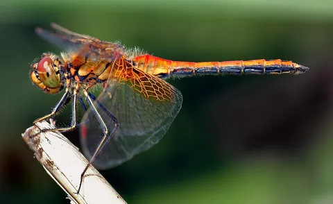 dragonfly: an insect of the suborder Epiprocta or, more strictly, the infraorder Anisoptera, having four long...