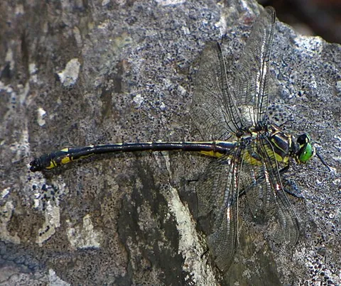 dragonhunter: a clubtail dragonfly native to the eastern United States and southeastern Canada; Hagenius...