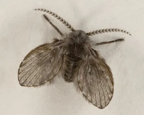 drain fly: a fly whose larvae live in decaying organic matter underwater, most notably on the inside of...