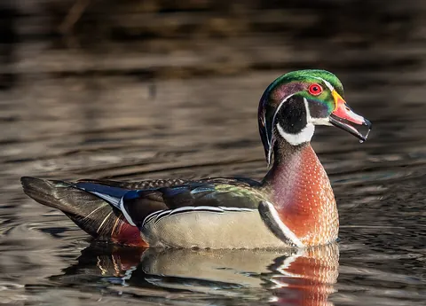 drake: a male duck (bird)