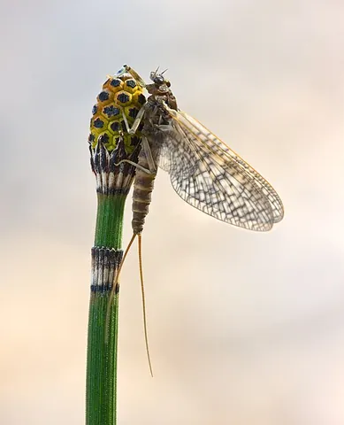 drakefly: mayfly