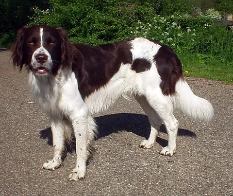 drentsche patrijshond: a versatile spaniel-type hunting dog from the Dutch province of Drenthe
