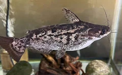 driftwood catfish: any of the family Auchenipteridae of nocturnal catfishes found in rivers from Panama to Argentina