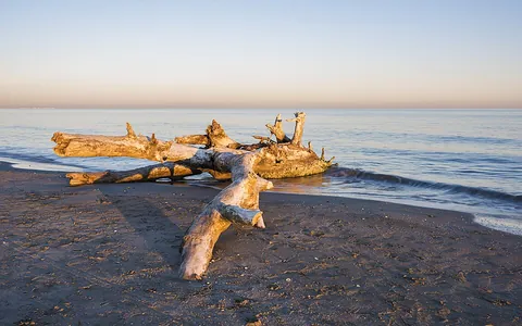 driftwood: floating wood that drifts with the current of a body of water