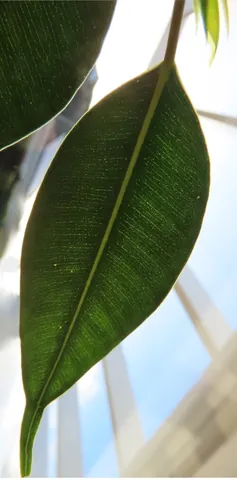 drip tip: an elongated leaf tip from which excess water can drip harmlessly, as found in plants of the...