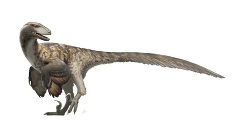 dromaeosaur: any bird-like theropod dinosaur of the family Dromaeosauridae