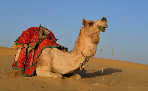 dromedary: the single-humped camel (Camelus dromedarius)