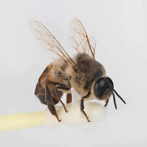 drone: a male hymenopteran (ant, bee, hornet, or wasp), whose sole primary function is to mate with the...