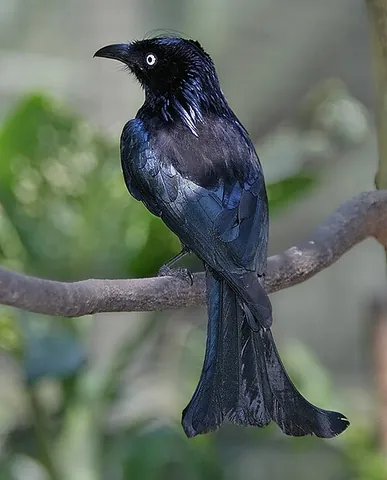 drongo: any bird of the genus Dicrurus