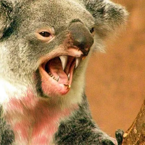 drop bear: a fictional Australian marsupial in the form of a large, carnivorous koala said to fall upon its...