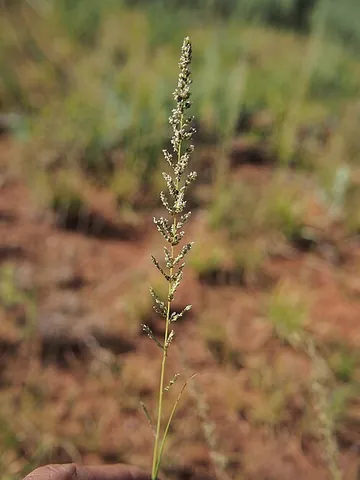 dropseed: any member of the genus Sporobolus of bunchgrasses