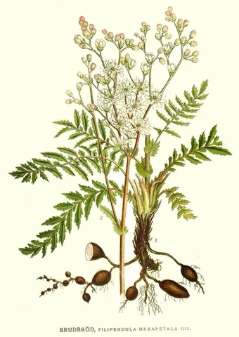 dropwort: a perennial herb, Filipendula vulgaris, closely related to meadowsweet