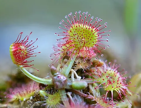 drosera: any of several carnivorous, flowering plants of the genus Drosera