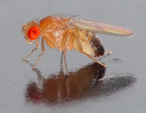 drosophila: any fruit fly of the genus Drosophila