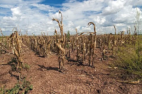 drought: a period of unusually low rainfall, longer and more severe than a dry spell