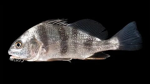 drumfish: any fish of the family Sciaenidae; they make a loud noise by means of an air bladder