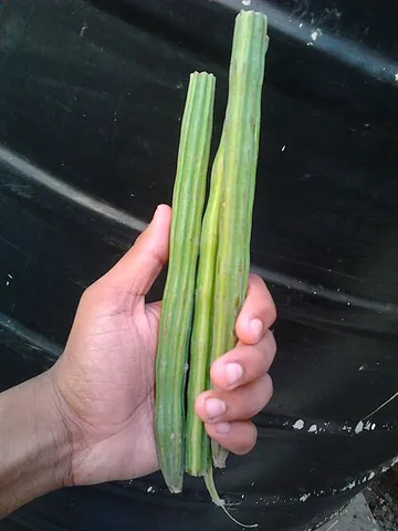 drumstick tree: an economically useful tree, Moringa oleifera, probably native to India, but grown throughout the...