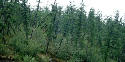 drunken forest: a forest of drunken trees (trees displaced from their normal vertical alignment, especially due to...