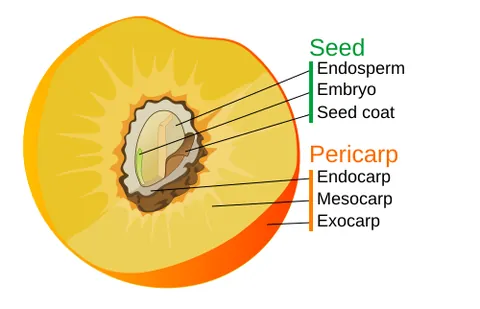 drupe: a kind of fruit, with a fleshy exterior, formed from the exocarp and mesocarp, surrounding a...