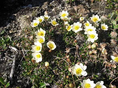 dryas: any of several plants of the genus Dryas; the mountain avens