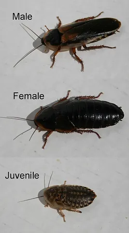 dubia roach: a species of medium-sized cockroach, Blaptica dubia, found in southern parts of South America, and...