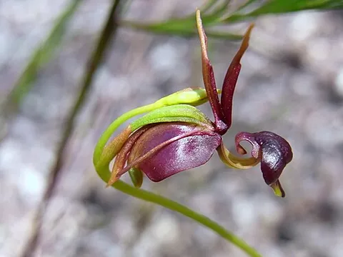 duck orchid: an orchid of the genus Caleana
