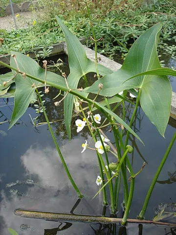 duck potato: broadleaf arrowhead (Sagittaria latifolia)