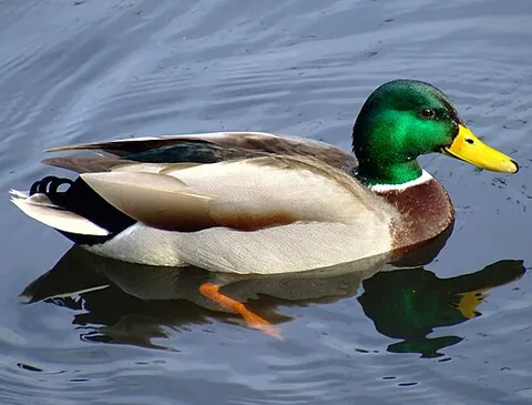 duck test: a form of abductive reasoning, application of intuition, or common sense regardless of technical...