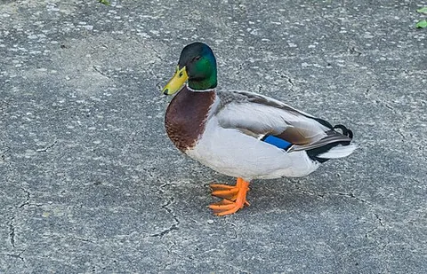 duck: to quickly lower (the head or body), often in order to prevent it from being struck by something