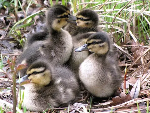 duckling: a young duck