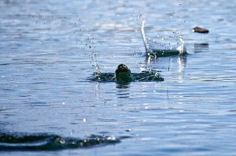 ducks and drakes: a pastime of throwing flat stones across water so as to make them bounce off the surface