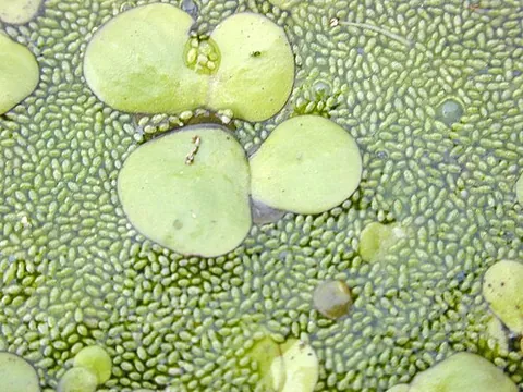 duckweed: any of several reduced floating aquatic plants in the subfamily Lemnoideae of the family Araceae