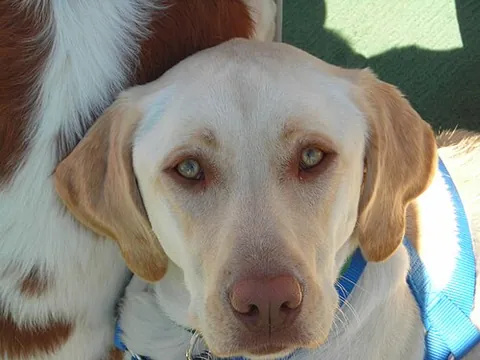 dudley nose: a nose that has permanently turned pink, pale brown, or flesh-colored in a dog that was born with a...