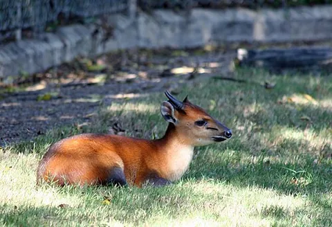 duiker: any of several species of small southern African antelopes of the Cephalophinae subfamily